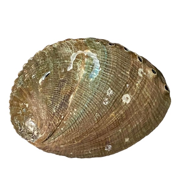 Beautiful Abalone Shell - Trinket Tray {30% off bundled} - Picture 5 of 9